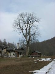 lo spettacolare Olmo trecentenario