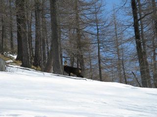 padrone di casa