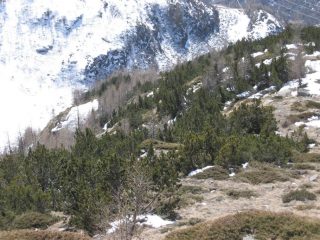 La macchia di Pino Mugo