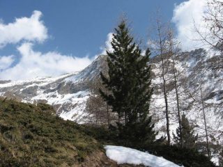 Un bel esemplare di giovane Pino Cembro