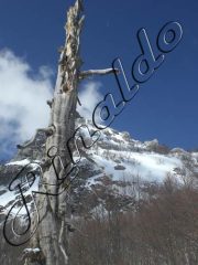 secolare e neve nuova