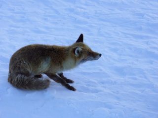 ghiaccio sul paretone del Entrelor la famosa volpe giovanni in discesa