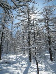 ambiente da fiaba nel bosco