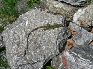 Ramarro a Pogallo
