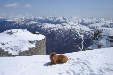 cagnolino a tre zampe, chapeau!