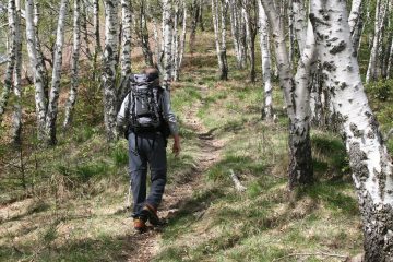 bosco di betulle lungo la salita