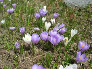 primavera.. foto m.conti