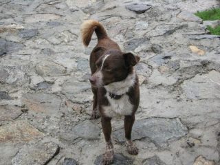 Il nostro compagno di oggi