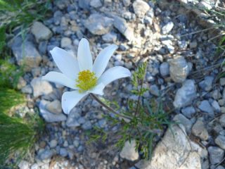 uno splendido anemone
