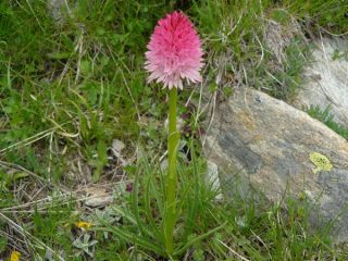 Nigritella