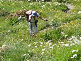 Immensi prati in fiore.