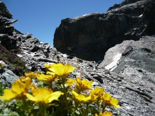 geum