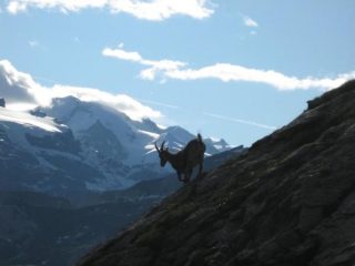 Quasi alla punta