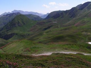 Strade tra distese di rododendri