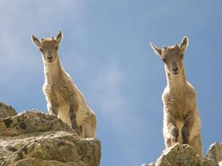 Due dei cuccioli di stambecco!!!