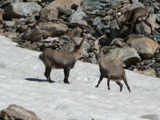 lotta tra stambecchi