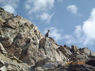 uno stambecco ci da il benvenuto sulla cima Paganini