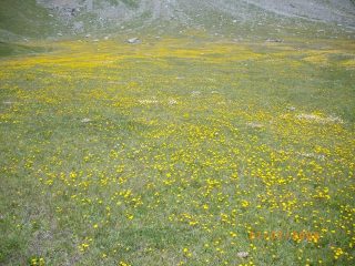 due fiori 
