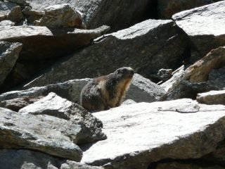 Marmotta di guardia.