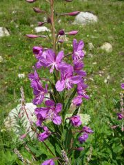 Fiori