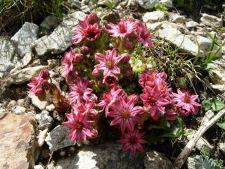 Fiori