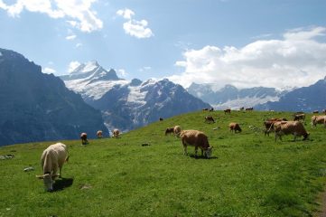 il finsterarhorn 4274m con la fauna locale