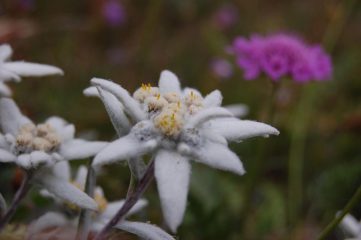 flora locale
