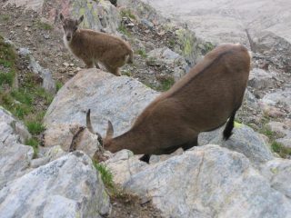 mamma stambecco col suo cucciolo, tutto il giorno alla base della parete