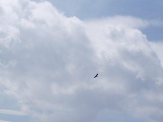l'aquila