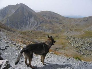 Dal colle....una bestia!