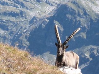 Il guardiano della vetta (Daltronde in cima del corno Vitello, giustamente spuntano... i corni...)