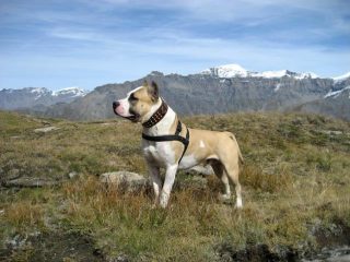 Diablo bellissimo con la punta Roncia sullo sfondo