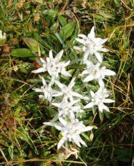 stelle alpine ancora gelate dal freddo della notte