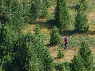 il pino cembro del bosco dell'Allevè