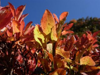 I caldi colori che solo l'autunno sa regalarci