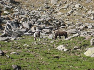 Oggi oltre a me ... solo i cavalli
