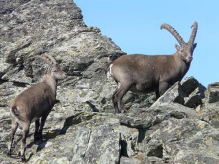 stambecchi in cima