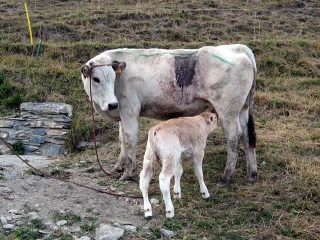 Il vitellino con la mamma, poche ore dopo il cesareo.