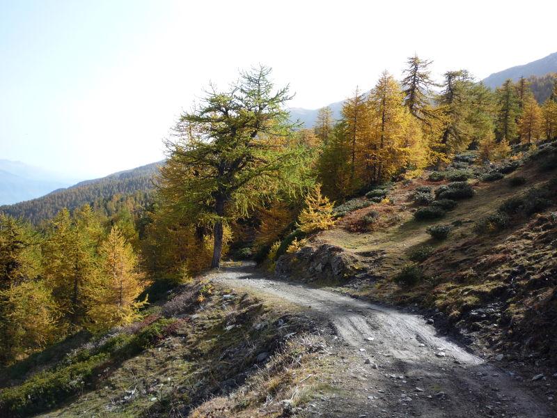 Il margine del bosco sopra l'Alpe Arguel