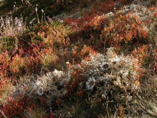 Composizioni autunnali