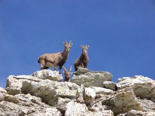...tre simpatici amici...