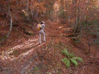 Nel bosco