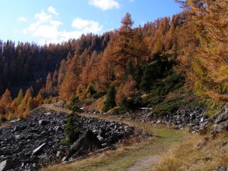 Quasi fuori dal bosco