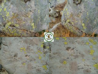 menhir e incisioni rupestri