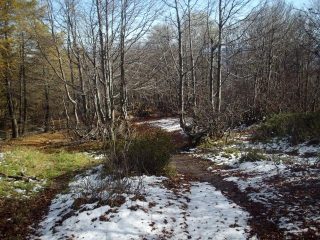 un po di neve tra i faggi
