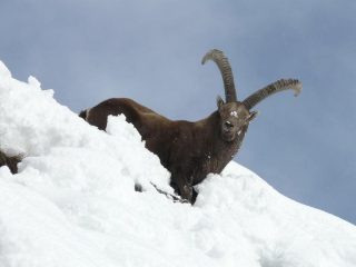 stambecco