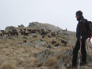 Un gregge di capre incontrate sulla cresta est di discesa