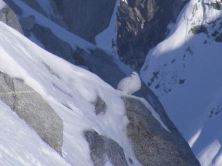 Pernice bianca