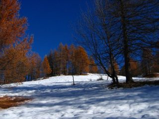 I colori del bosco....