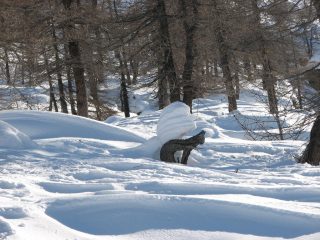 Strani animali